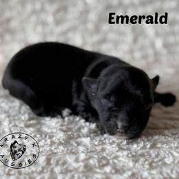 Emerald - Pending Purchase - Black tri female Miniature Australian Shepherd puppy in Garden Plain, Kansas from Krazy K Aussies