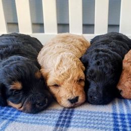 Goldendoodles from AJ'S Mini Doodles