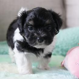 Magnolia - Tri-color female Coton de Tulear puppy in Forney, Texas from Buttercup Cotons of Texas