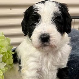 Bernedoodles from Anjay’s Pets