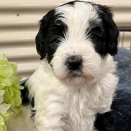 Bernedoodles from Anjay’s Pets