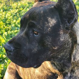 Cane Corso Puppies from True Love Cane Corso