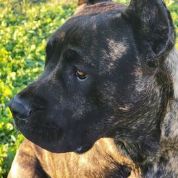 Cane Corso Puppies from True Love Cane Corso