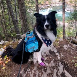 Border Collies from Element Border Collies