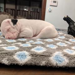 Dogo Argentino Puppies from De la Fuerza de Dios