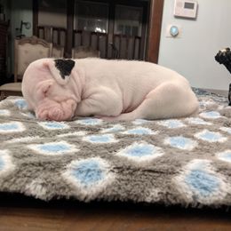 Dogo Argentino Puppies from De la Fuerza de Dios