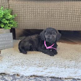 F1B Meet Libby :) - Brown female Cavapoo puppy in Centerville, Iowa from Barnyard Dachshunds, Dals & Doodles