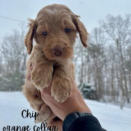 Chip - Apricot male Goldendoodle puppy in Taylorsville, North Carolina from Doggone Dixie Doodles