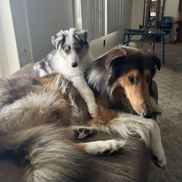 Collie Puppies from Stacey's Collies
