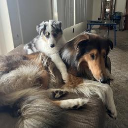 Collie Puppies from Stacey's Collies