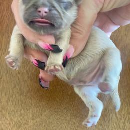 Shih Tzu Puppies from West Coast Shih Tzu/Reno Tzu Haven
