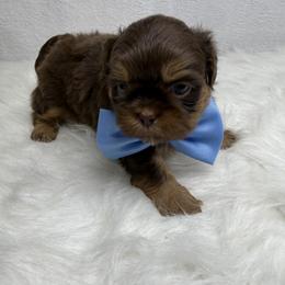 King Amir - Chocolate and tan male Shih Tzu puppy in Columbia, Kentucky from Lisa Bandy Luxe Shih Tzu