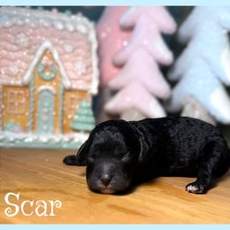 Scar - Black male Cavapoo puppy in Clinton, Oklahoma from Enchanted Spaniels