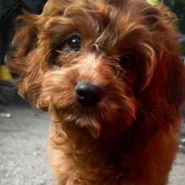 Mr Light Blue - Red male Cavapoo puppy in Maple Grove, Minnesota from Honey Bit Kennels