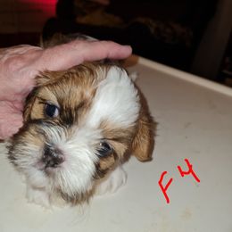 Female 4 - Red and white female Shih Tzu puppy in Bethlehem, Pennsylvania from Cinnamon's Shih Tzus