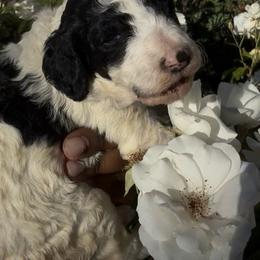 Artist - Parti female Poodle puppy in Corona, California from Garden Of Poodles