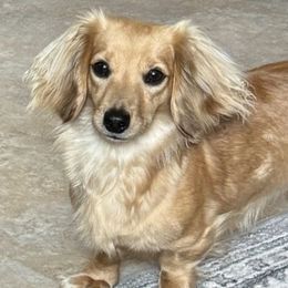 Cami - Dachshund