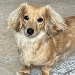 Cami - Dachshund