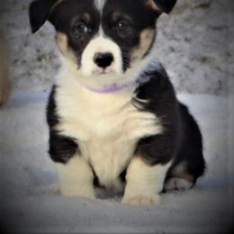 Pembroke Welsh Corgi Puppies from The Blessed Herd