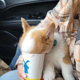 Pembroke Welsh Corgi Puppies from Loves Classic Corgis