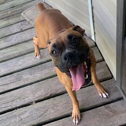 Boxers from Haggerties & Tux
