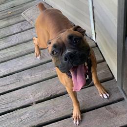 Boxers from Haggerties & Tux