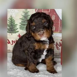 Ducky - Brown and white female Bernedoodle puppy in Hillsboro, Oregon from Myt fine doodles