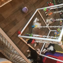 Collie Puppies from E’Marie Collies