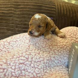 Autumn - Red  female Goldendoodle puppy in Chino Valley, Arizona from Bass Creek Doodles