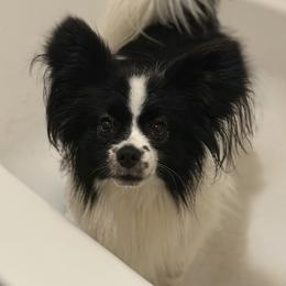 Brick - White and black male Papillon puppy in Blue Ridge, Georgia from Butterfly Ridge