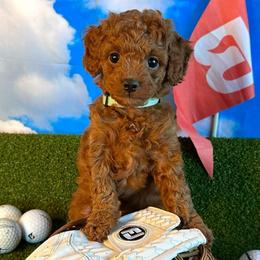 Birdie - Red  female Goldendoodle puppy in Chelan, Washington from North Cascades Doodles
