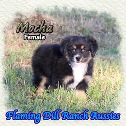 Mocha - Black tri female Toy Australian Shepherd puppy in Forestburg, Texas from Flaming Dill Ranch Aussies