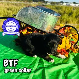 BTF green collar - Black tri-color female Australian Shepherd puppy in Greenville, Texas from Amandas Aussies