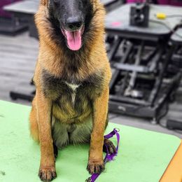 Australian Shepherd and Belgian Malinois Puppies from Rock 'n Wool Aussies & Malinois