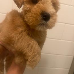 Rita - Wheaten female Miniature Schnauzer puppy in Grayson, Kentucky from Seventh Heaven Schnauzers