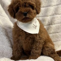 Kenzo - Red  male Poodle puppy in Sauk Village, Illinois from Midwest Timberland Pups