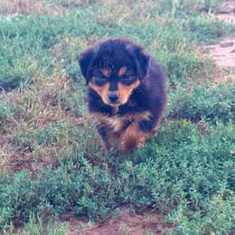 Thunder - Black tri-color male Australian Shepherd puppy in Mineral Wells, Texas from A6 Australian Shepards