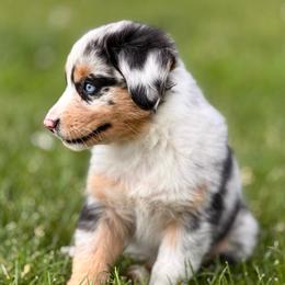 Biscuit - Blue merle male Miniature Australian Shepherd puppy in Athol, Idaho from Northern Aussies
