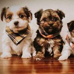 Yorkshire Terriers from Lapp Parti