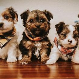 Yorkshire Terriers from Lapp Parti