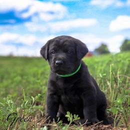Black Male - Black male Labrador Retriever puppy in Sherrard, Illinois from Gochee Labs