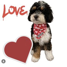 Bernedoodle puppies from Birdie Bernedoodles