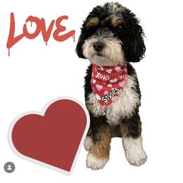 Bernedoodle puppies from Birdie Bernedoodles