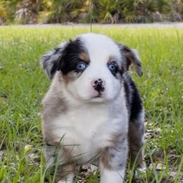 Elizabeth. - Blue merle female Miniature Australian Shepherd puppy in Myakka City, Florida from Gable A Aussies
