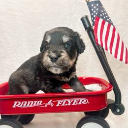 Hei Hey (Yellow) - male Golden Mountain Doodle puppy in Boiling Springs, South Carolina from OlliePups, LLC