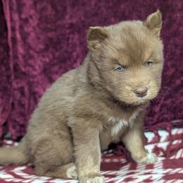 Kit - Red and white female Siberian Husky puppy in Coshocton, Ohio from Wyant Farms