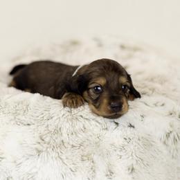 Black and cream sable - Sable male Dachshund puppy in Seminary, Mississippi from Down South Mavericks Dachshunds