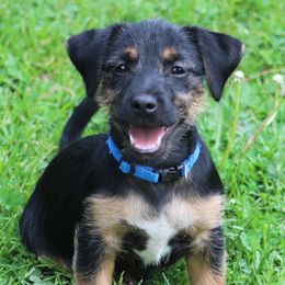 American Hunt Terrier and Russell Terrier Puppies from Bare Bottom Farms