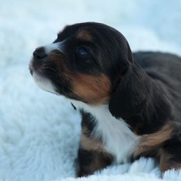 Liam - Black and tan Dachshund puppy in Windsor, Colorado from Murry’s minis