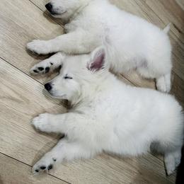 Berger Blanc Suisse Puppies from Moonlight Berger Blanc Suisses